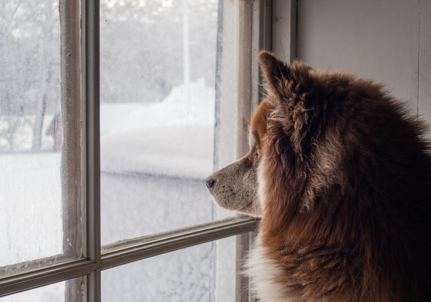 A dog looking out a window in the wintertime